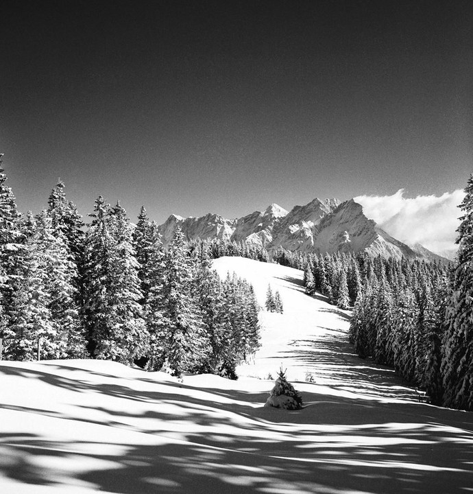 A snow-covered mountain range rises above a forest of pine trees and a snowy field with long shadows.