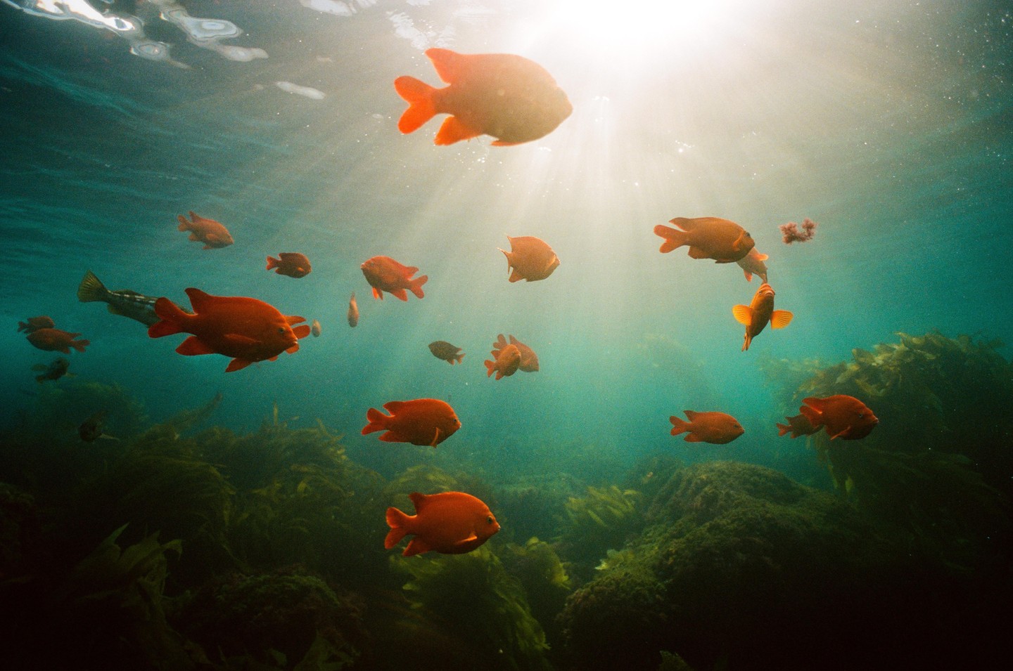 A school of garibaldi fish swim underwater with sunlight streaming from above.