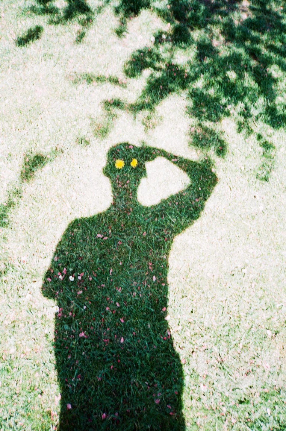 A shadow of a man with two yellow flowers for eyes is cast on a grassy lawn.