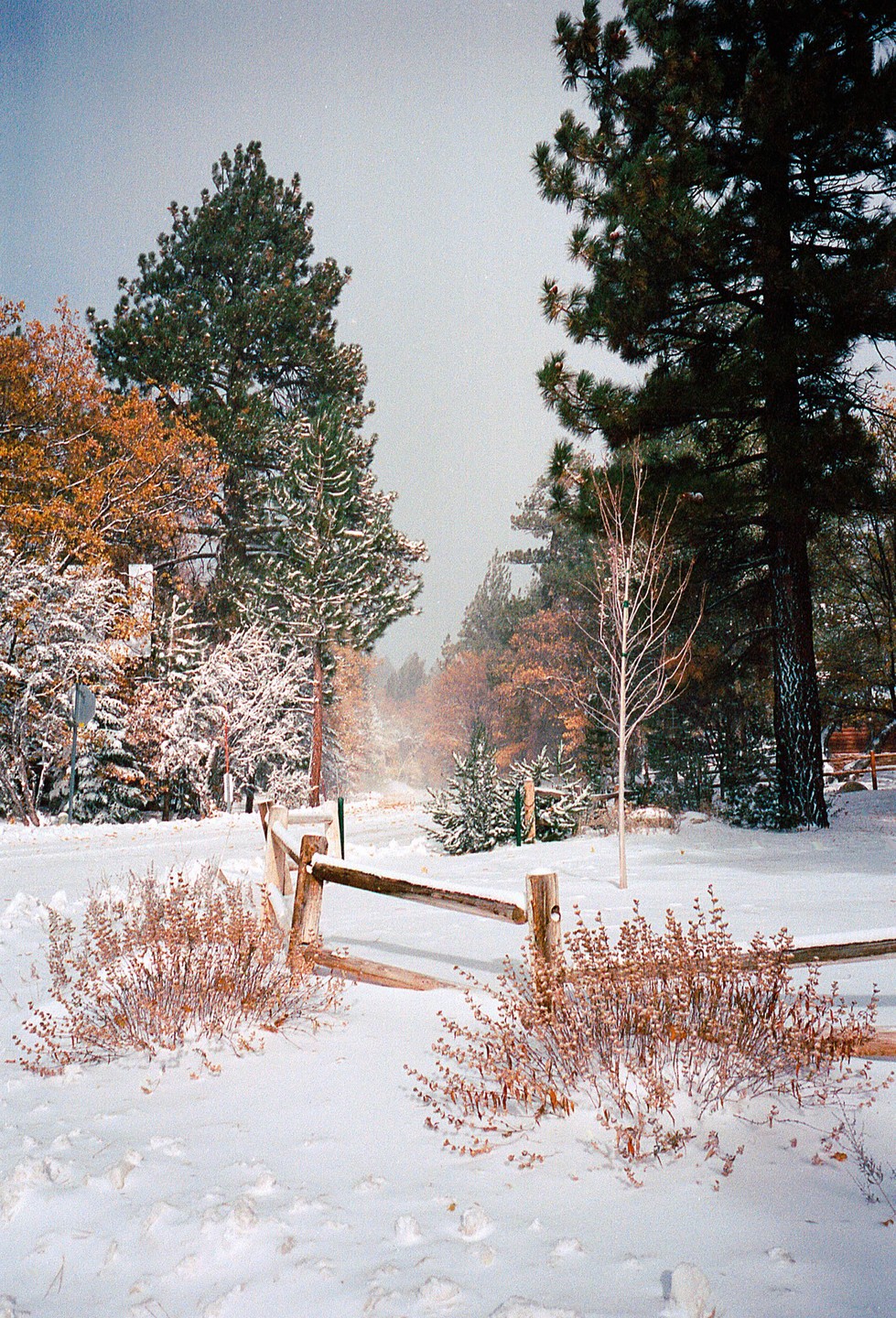 A snowy landscape features a wooden fence in the foreground, with a road and various trees covered in snow and autumn foliage in the background.