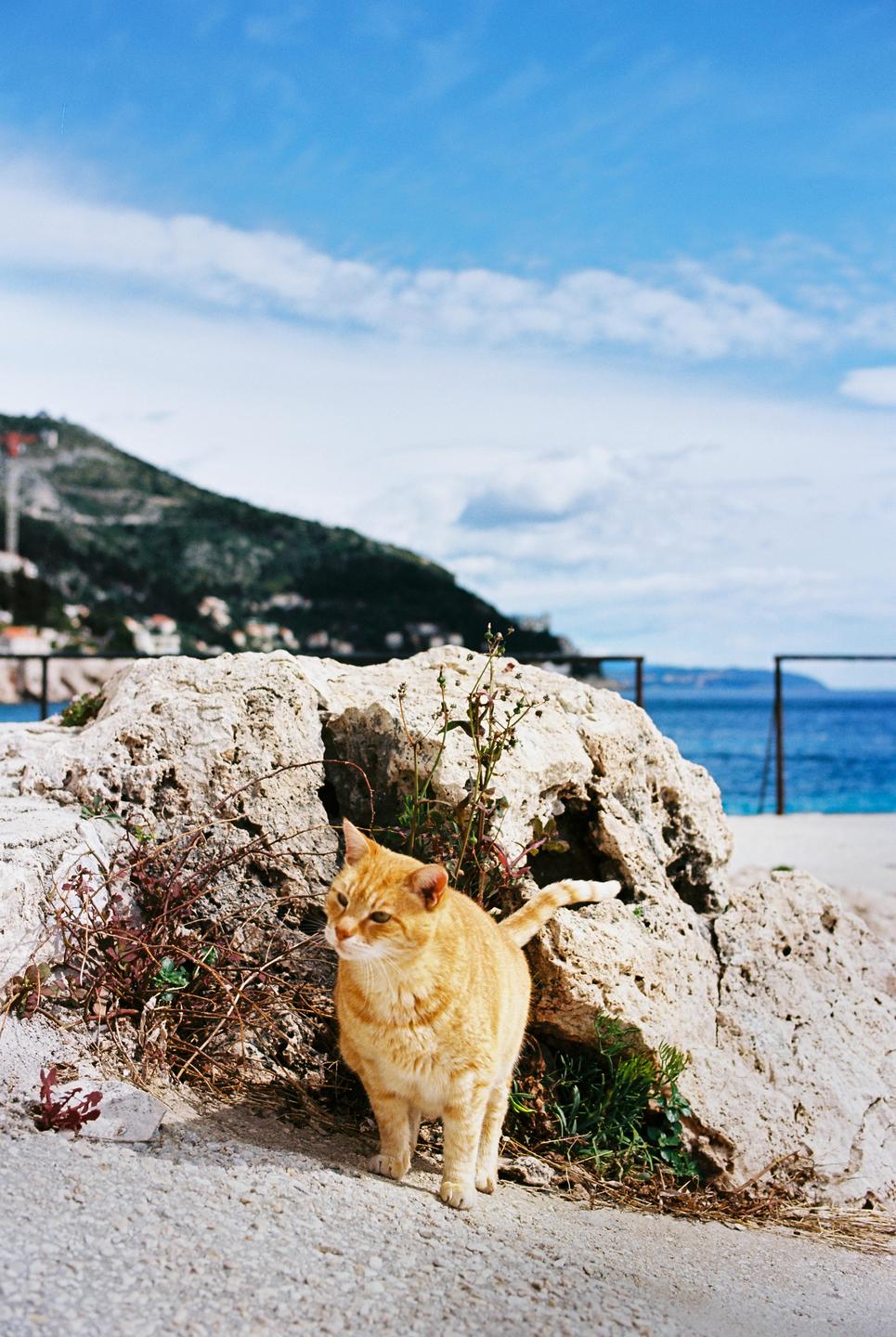 An orange cat stands on a rocky path with a mountain and ocean in the background.
