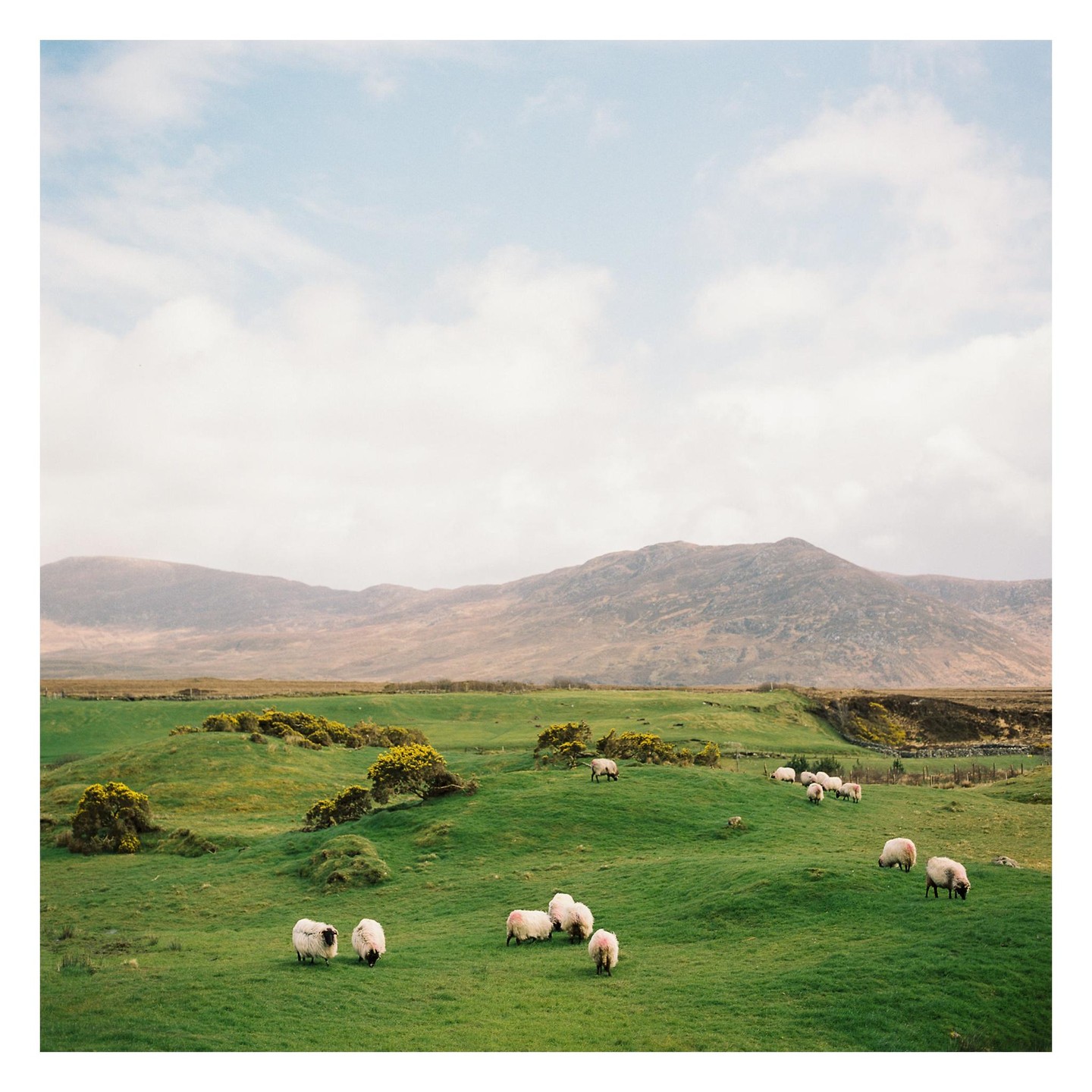 A flock of sheep graze on a green hillside with mountains in the background under a cloudy sky.