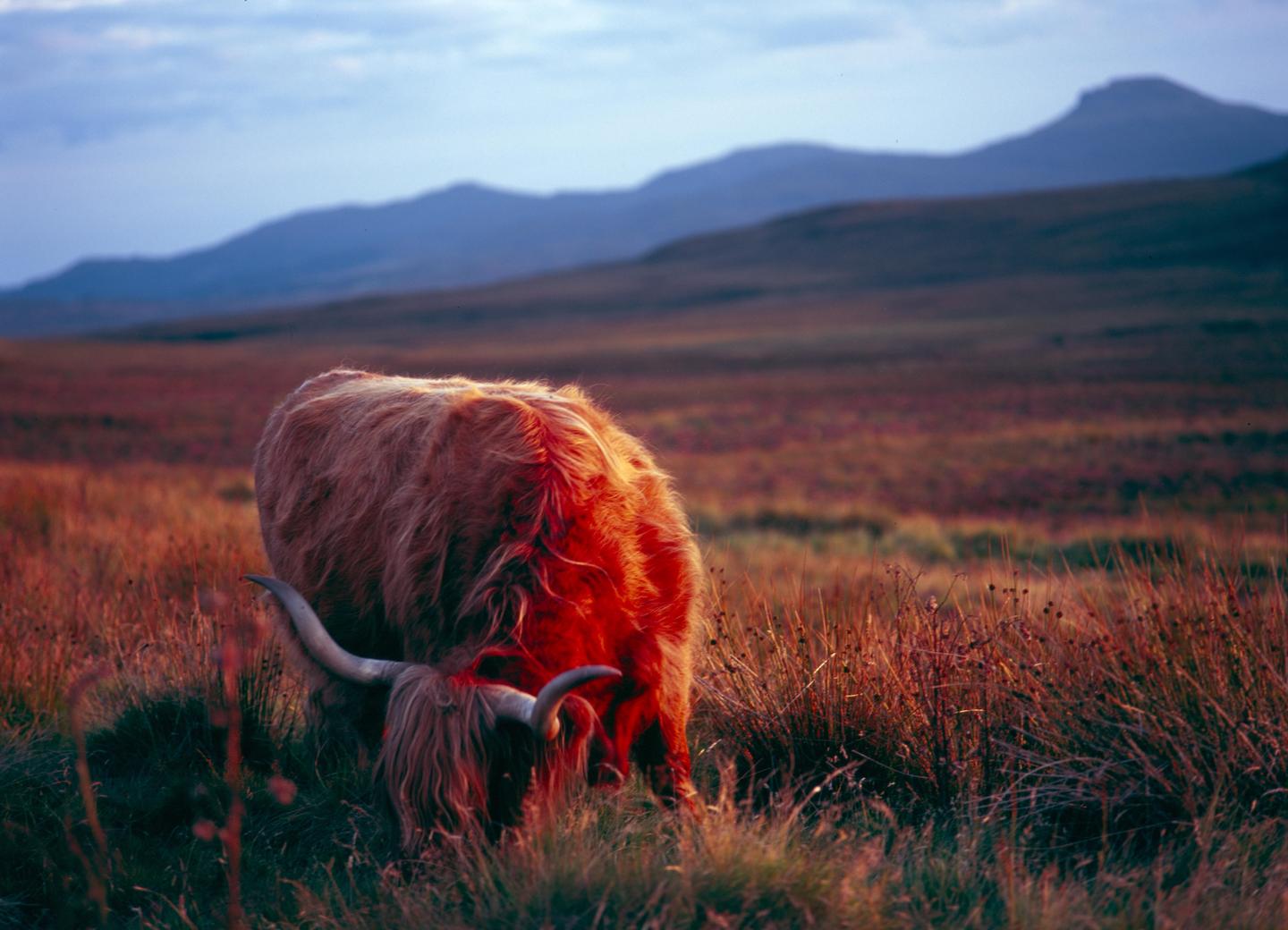 A highland cattle grazes in a field with mountains in the background.