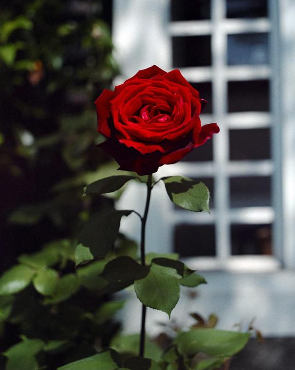 A single red rose with green leaves stands in front of a window with a grid pattern.