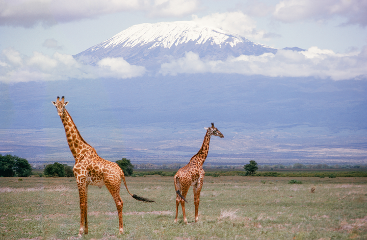 Two giraffes stand in a grassy field with a snow-capped mountain in the background.