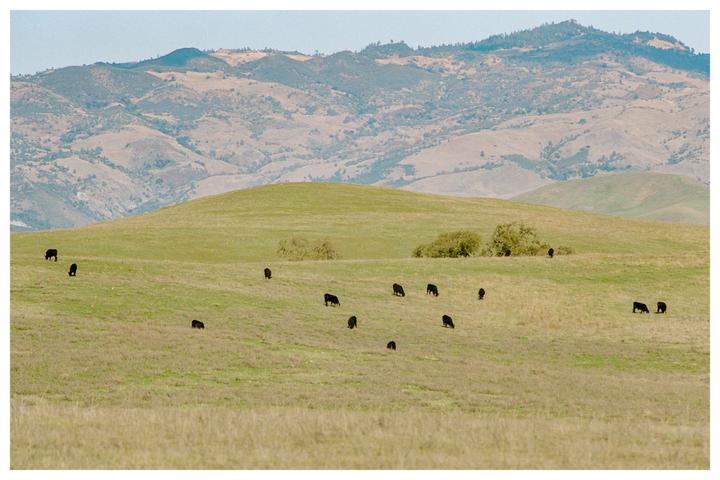 A herd of cattle grazes on a grassy hillside with mountains in the background.