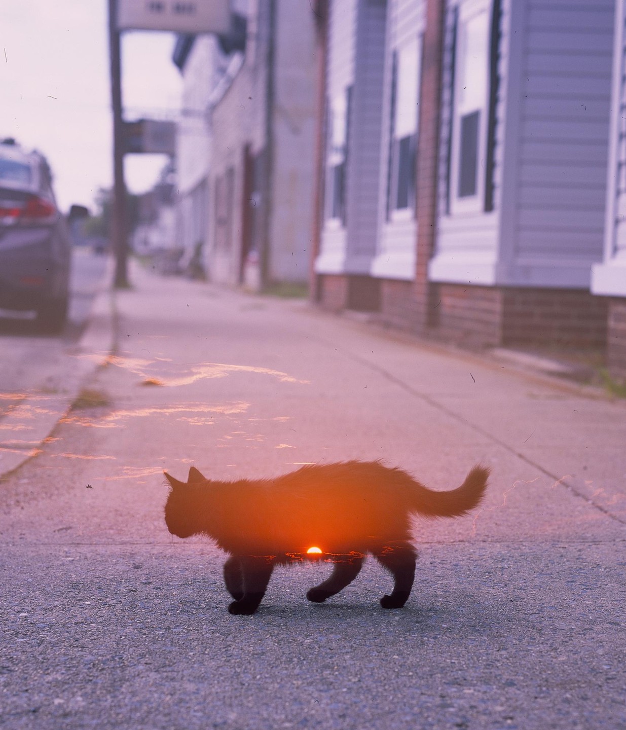 A double exposure shows a cat walking on a street with a sunset visible through its body.