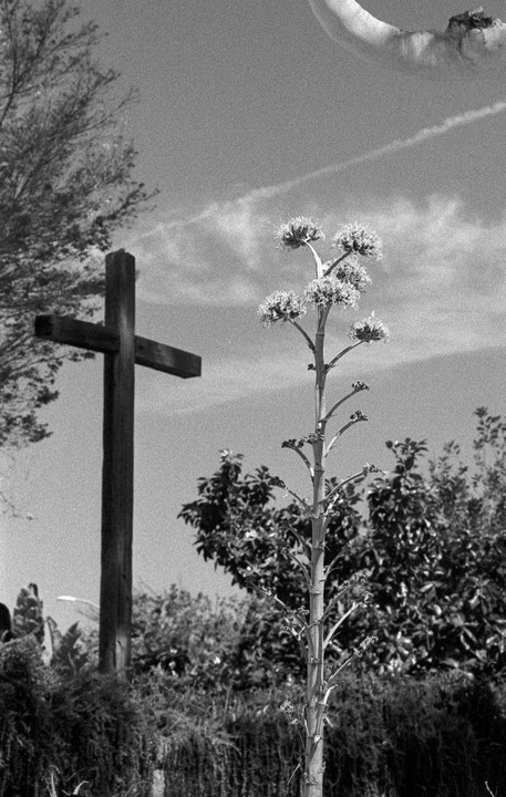 A tall agave plant with a flowering stalk stands in front of a wooden cross and trees under a cloudy sky.