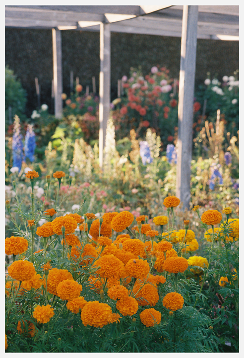 Orange marigolds fill the foreground of a garden with a wooden trellis structure in the background.
