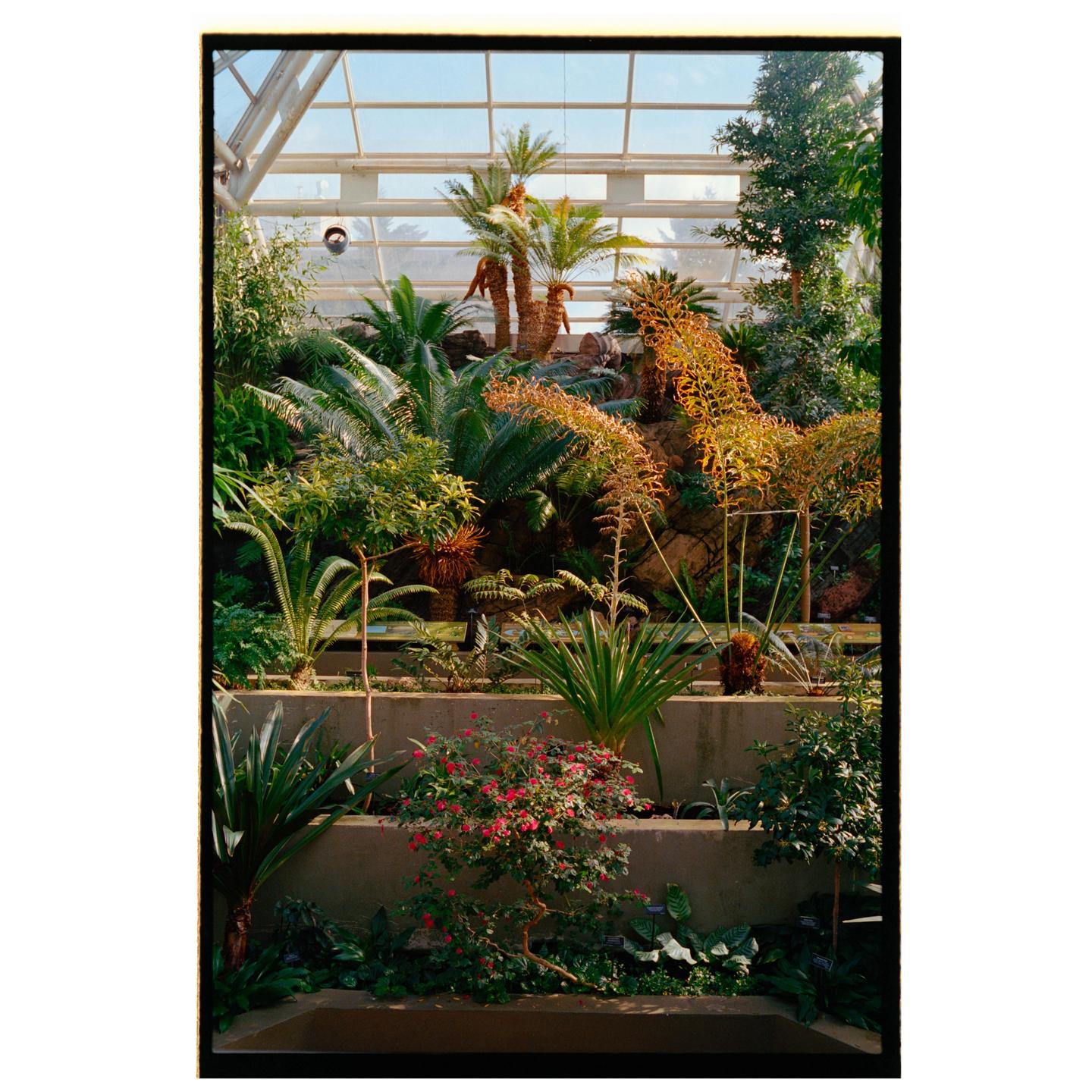 A variety of plants and trees grow inside a large greenhouse with a glass roof.