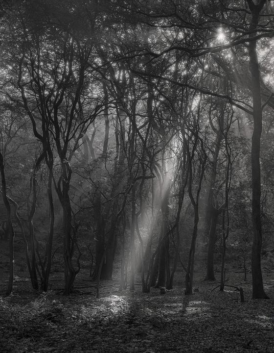 Sunlight streams through the canopy of a forest, illuminating the undergrowth.