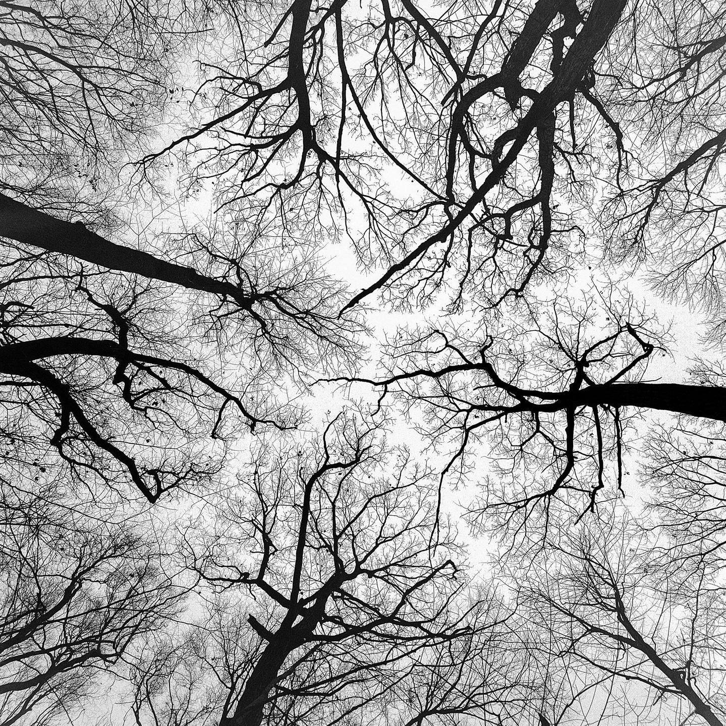 Bare tree branches are silhouetted against a bright sky, viewed from below.