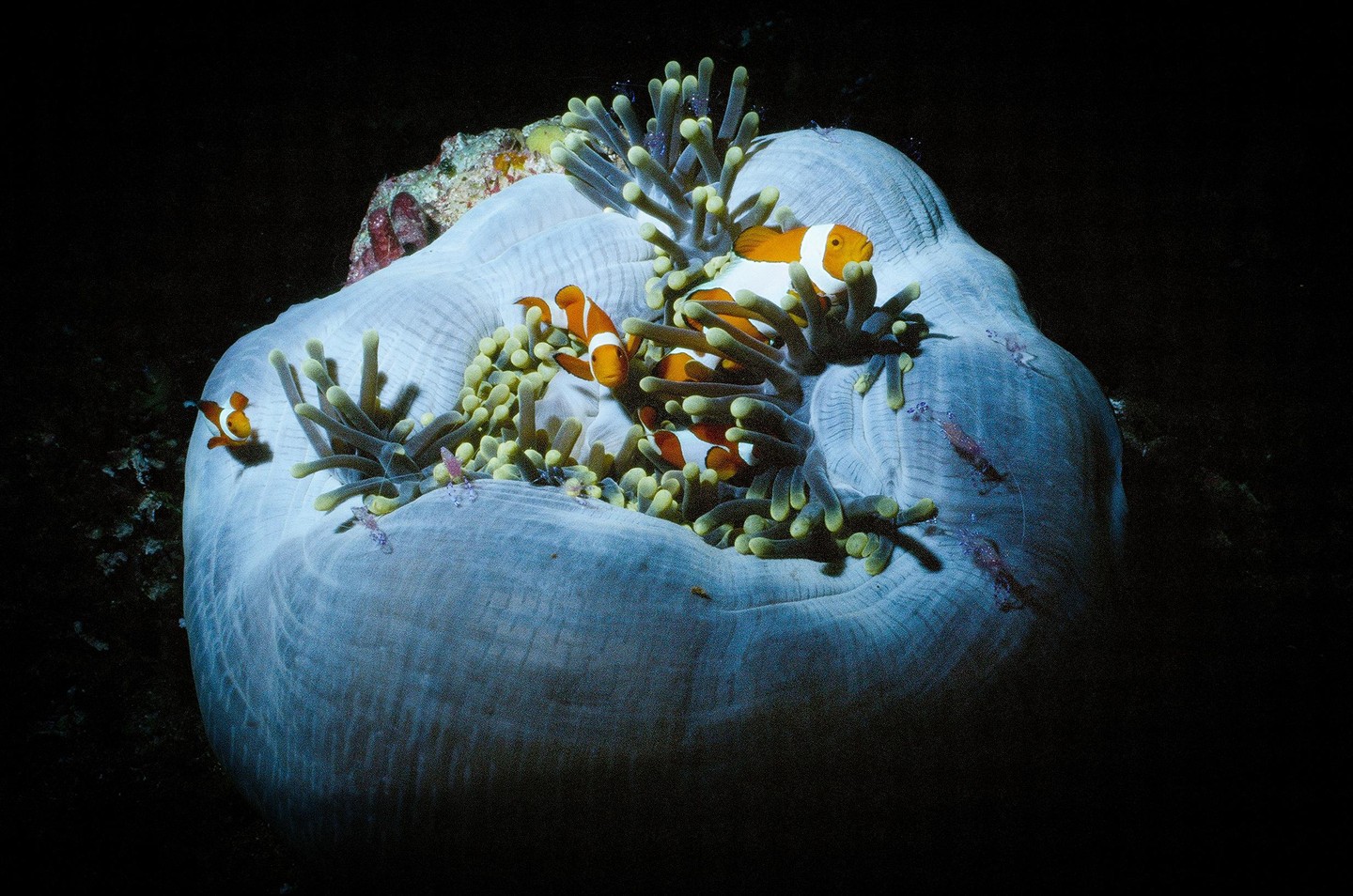Several clownfish and shrimp are visible on and around a large sea anemone against a dark background.