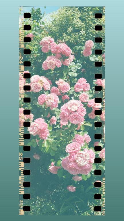 A bush of pink roses is shown in a vertical frame with film sprockets on the sides.