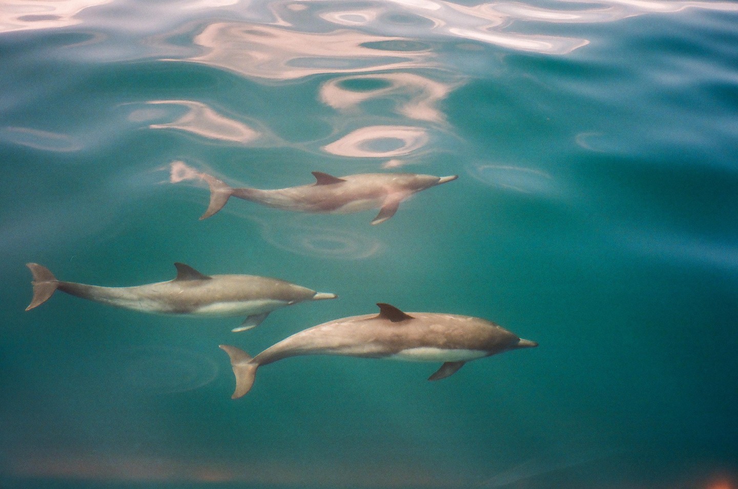 Three dolphins swim together under the surface of the water.