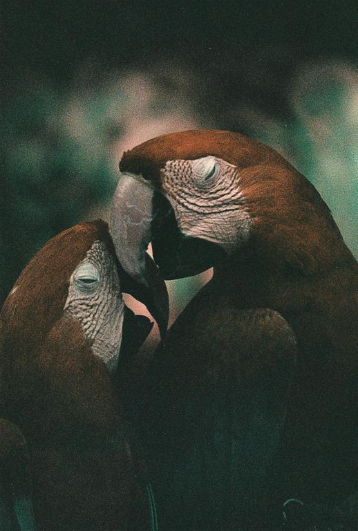 Two parrots with closed eyes are touching beaks.