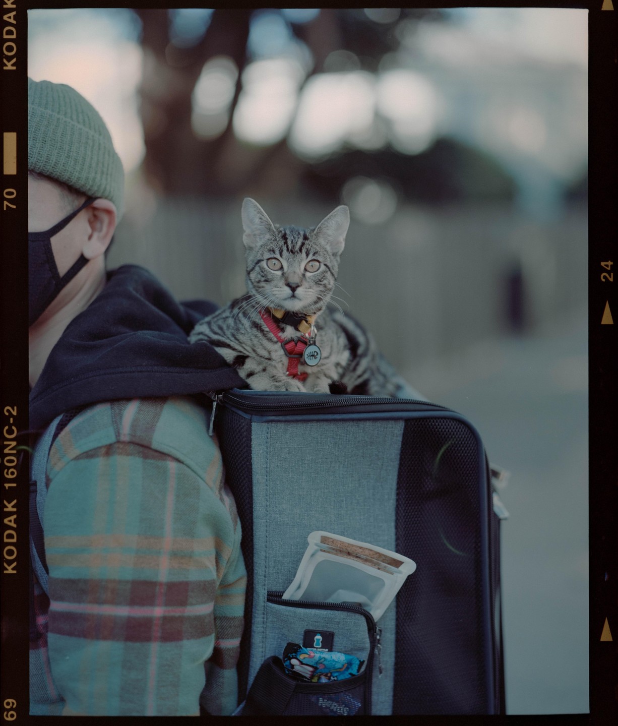 A tabby cat with a red collar sits on top of a pet carrier worn by a person in a beanie and plaid shirt.