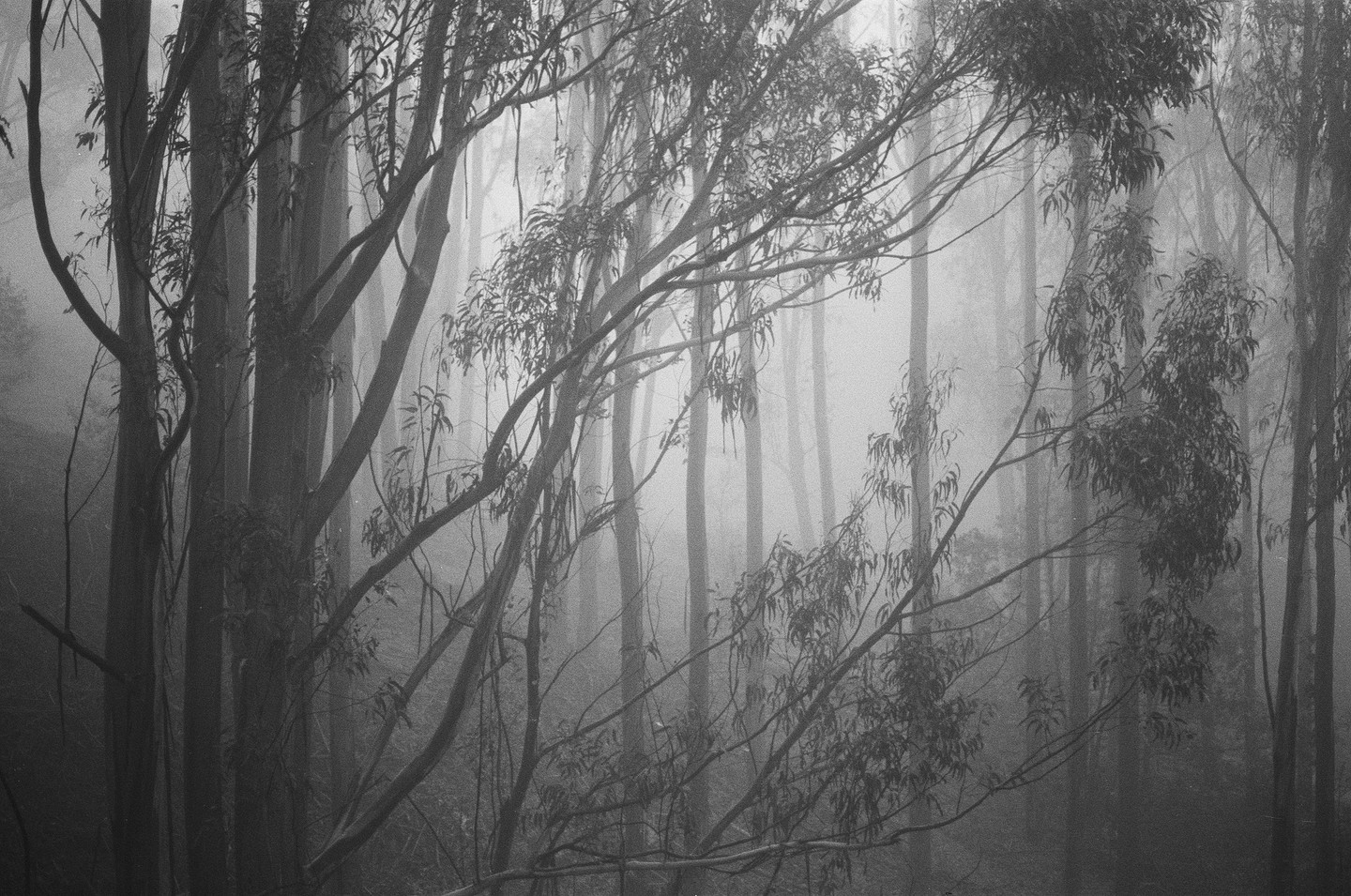 A dense forest of tall, slender trees is shrouded in a thick fog.