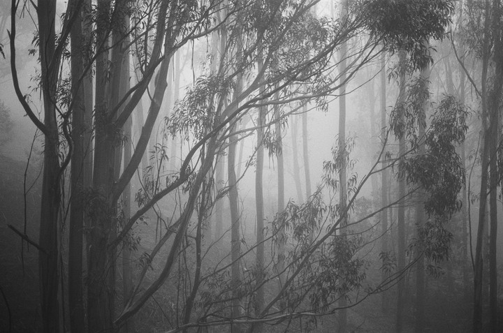 A dense forest of tall, slender trees is shrouded in a thick fog.