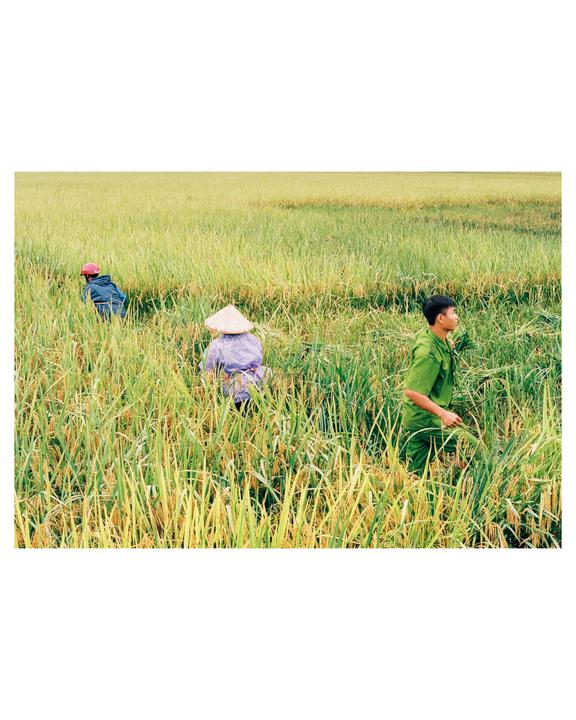 Three people are harvesting rice in a field.