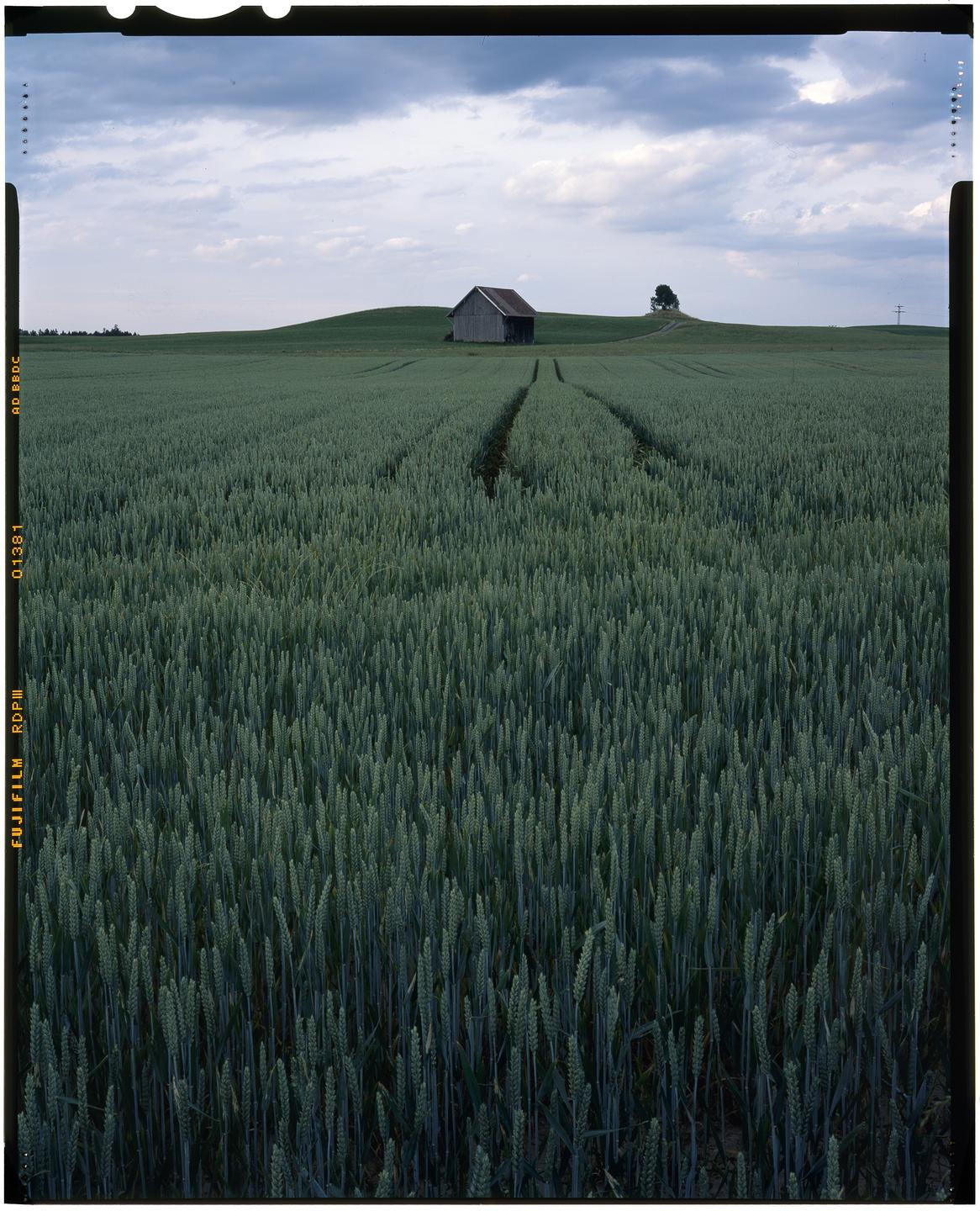 A field of green wheat leads to a small barn on a hill under a cloudy sky.