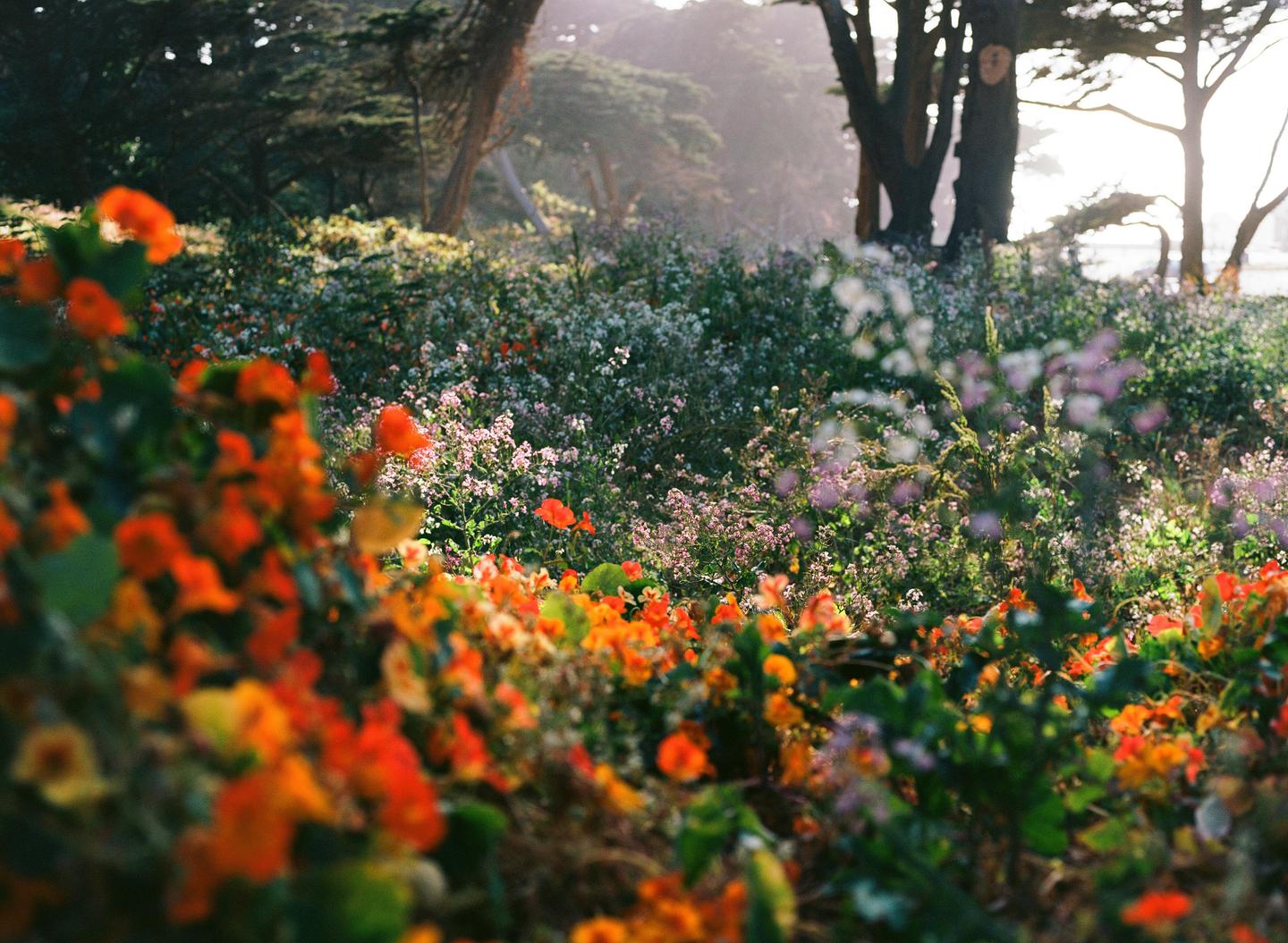 A field of orange and purple wildflowers is bathed in sunlight with trees in the background.