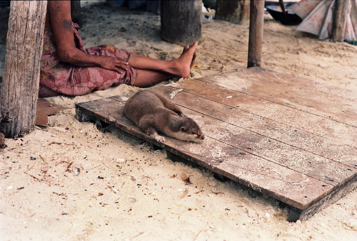 A small otter lies on a wooden platform next to a person sitting on a sandy beach.