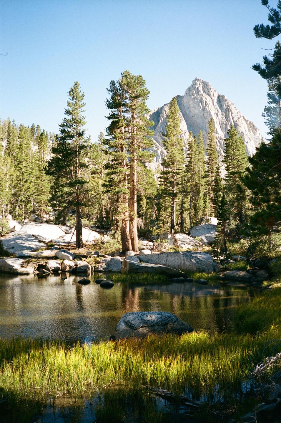 A mountain rises behind a forest and a small lake with tall grass in the foreground.