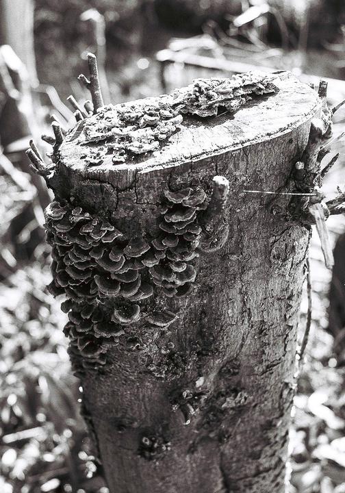 A tree stump covered in bracket fungi is shown in black and white.