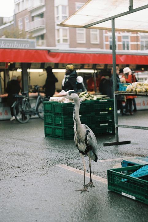 A heron stands on wet pavement in front of a market stall with people and bicycles in the background.