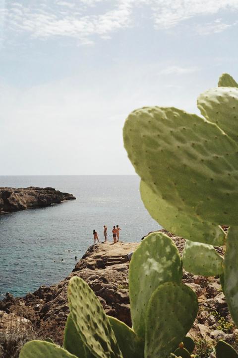 A group of people stand on a rocky cliff overlooking the ocean, with a large cactus in the foreground.