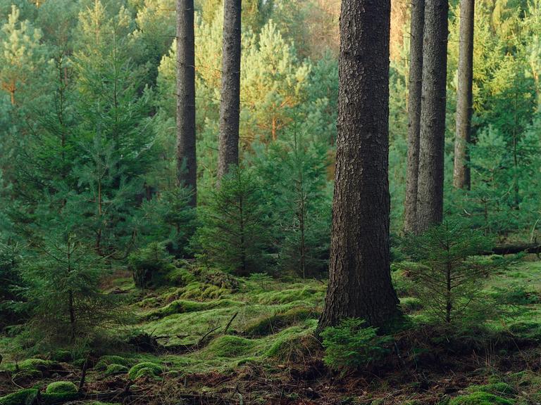 Sunlight illuminates the trees and mossy ground of a forest.