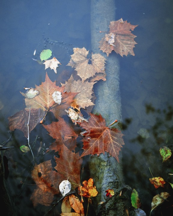 Autumn leaves float on the surface of a body of water, with some submerged leaves and a log visible beneath the surface.