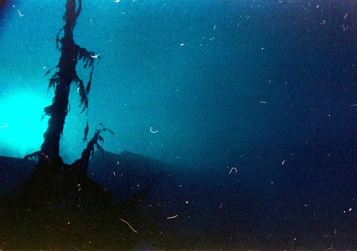 A dark, silhouetted tree stands against a bright blue, hazy sky with distant mountains.
