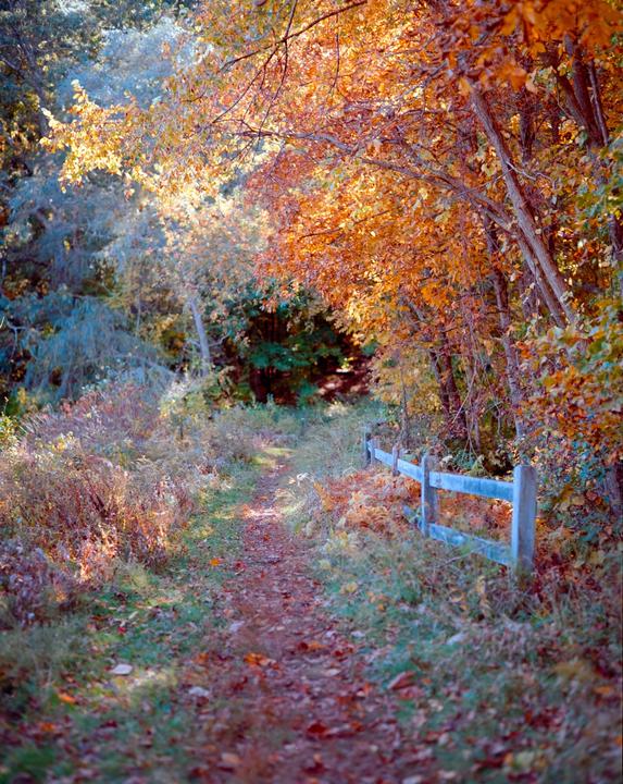 A path leads through a forest with autumn foliage and a wooden fence.