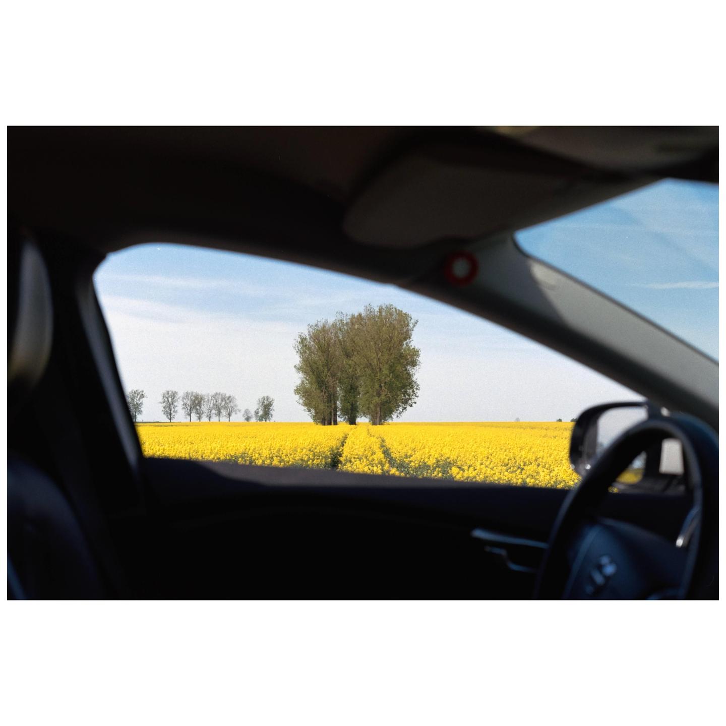 A bright yellow field with trees is visible through the windshield of a car.