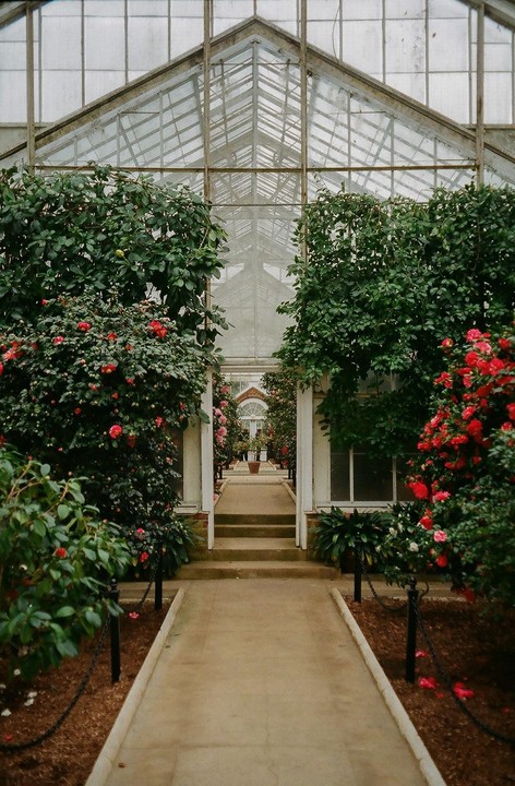 A path leads through a greenhouse with flowering bushes on either side.