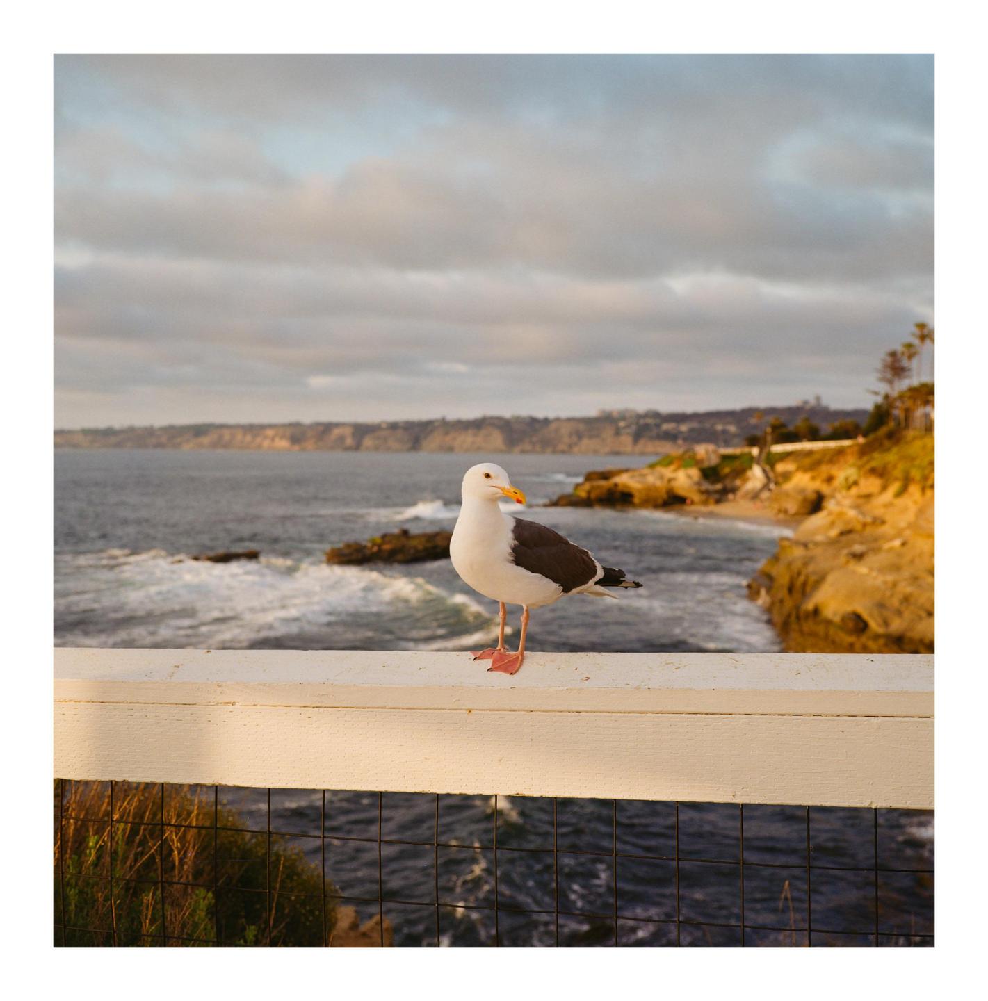 A California gull stands on a white fence overlooking a coastline with cliffs and ocean waves.