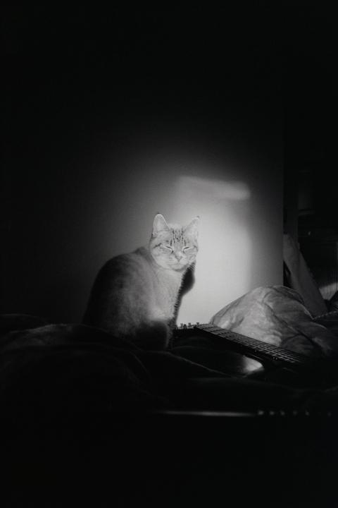 A cat sits on a bed next to a guitar, illuminated by a bright light.
