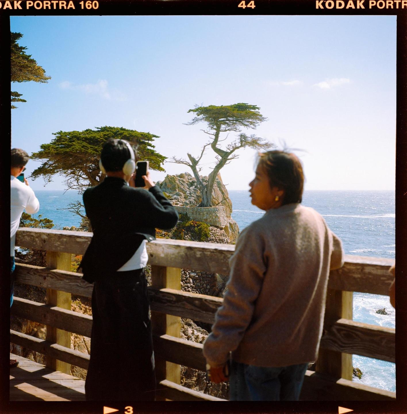 People stand on a wooden deck overlooking a lone cypress tree on a rocky outcrop by the ocean.