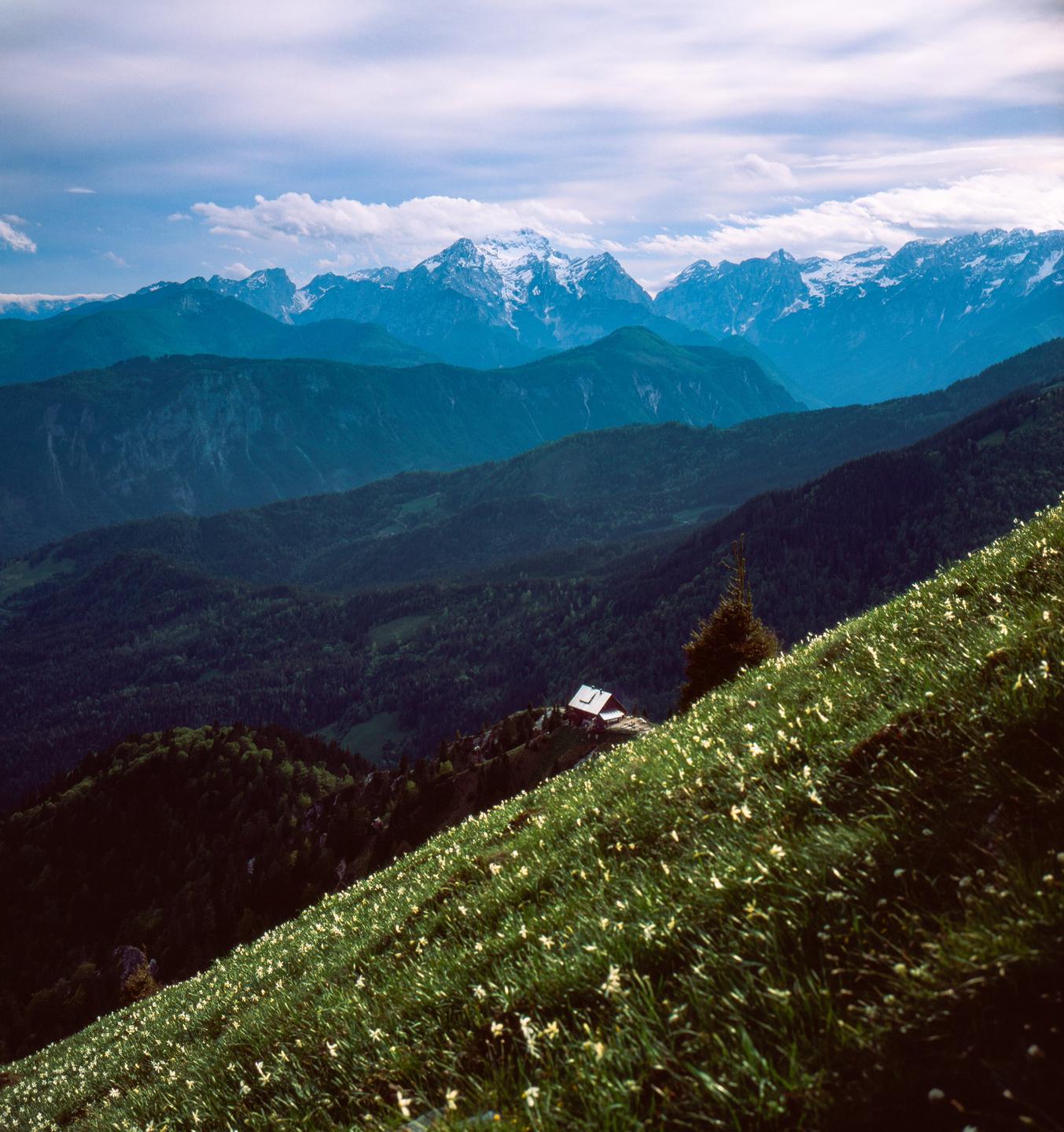 A small house sits on a hill covered in white flowers, with snow-capped mountains in the distance under a cloudy sky.