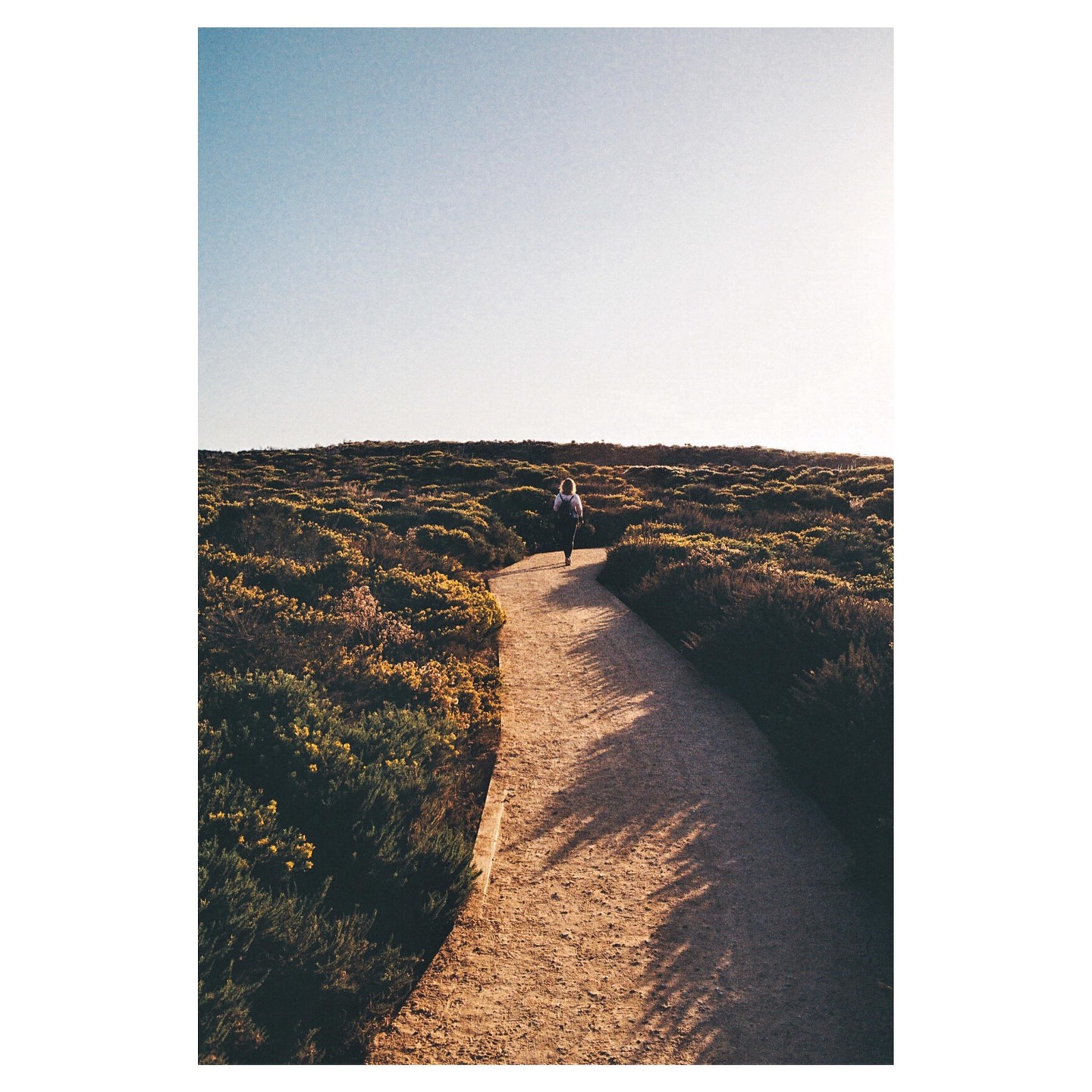 A person walks away on a dirt path surrounded by green and yellow bushes under a clear sky.