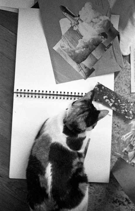 A calico cat sits on a spiral-bound notebook next to a picture of a rocket launching.