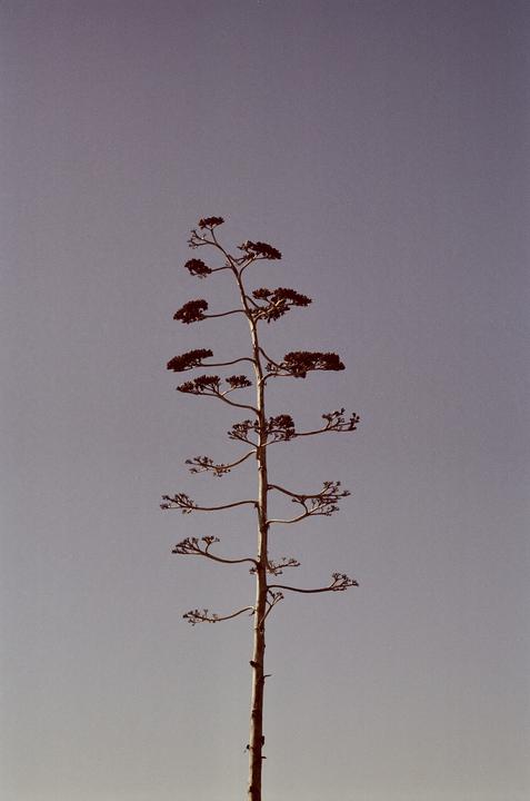 A tall, slender plant with small branches and leaves stands against a clear sky.