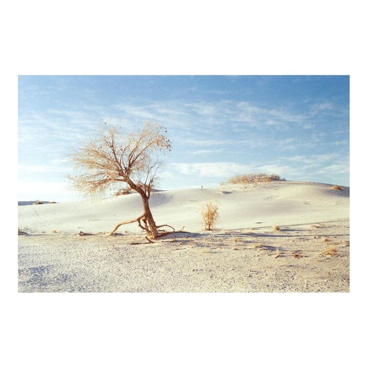 A lone, gnarled tree stands in a vast expanse of white sand dunes under a blue sky.