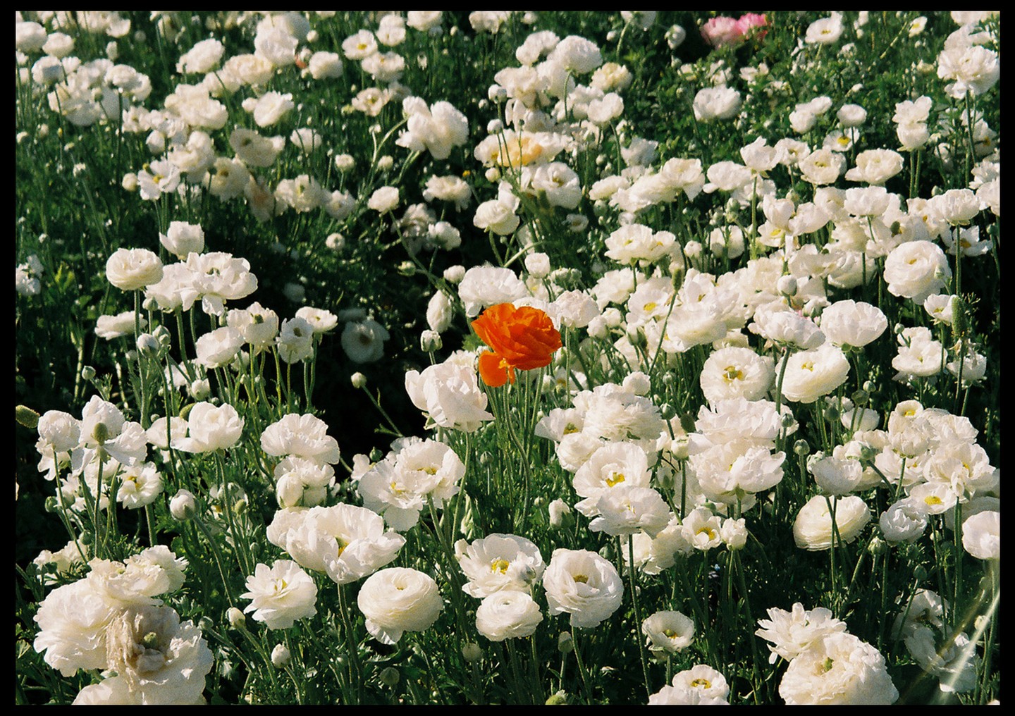 A single orange flower stands out in a field of white flowers.