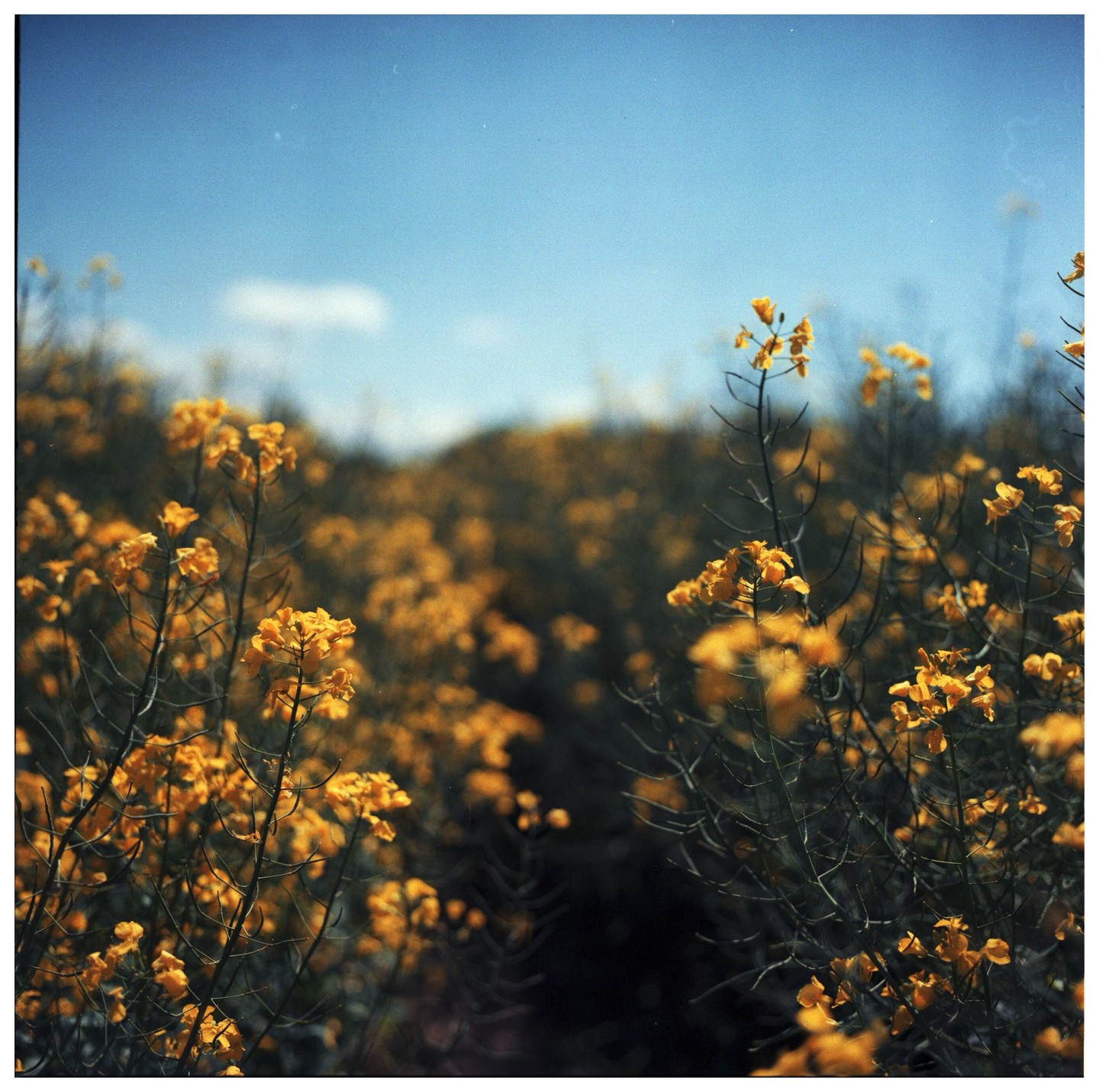 A field of yellow flowers is shown under a clear blue sky with a single cloud.