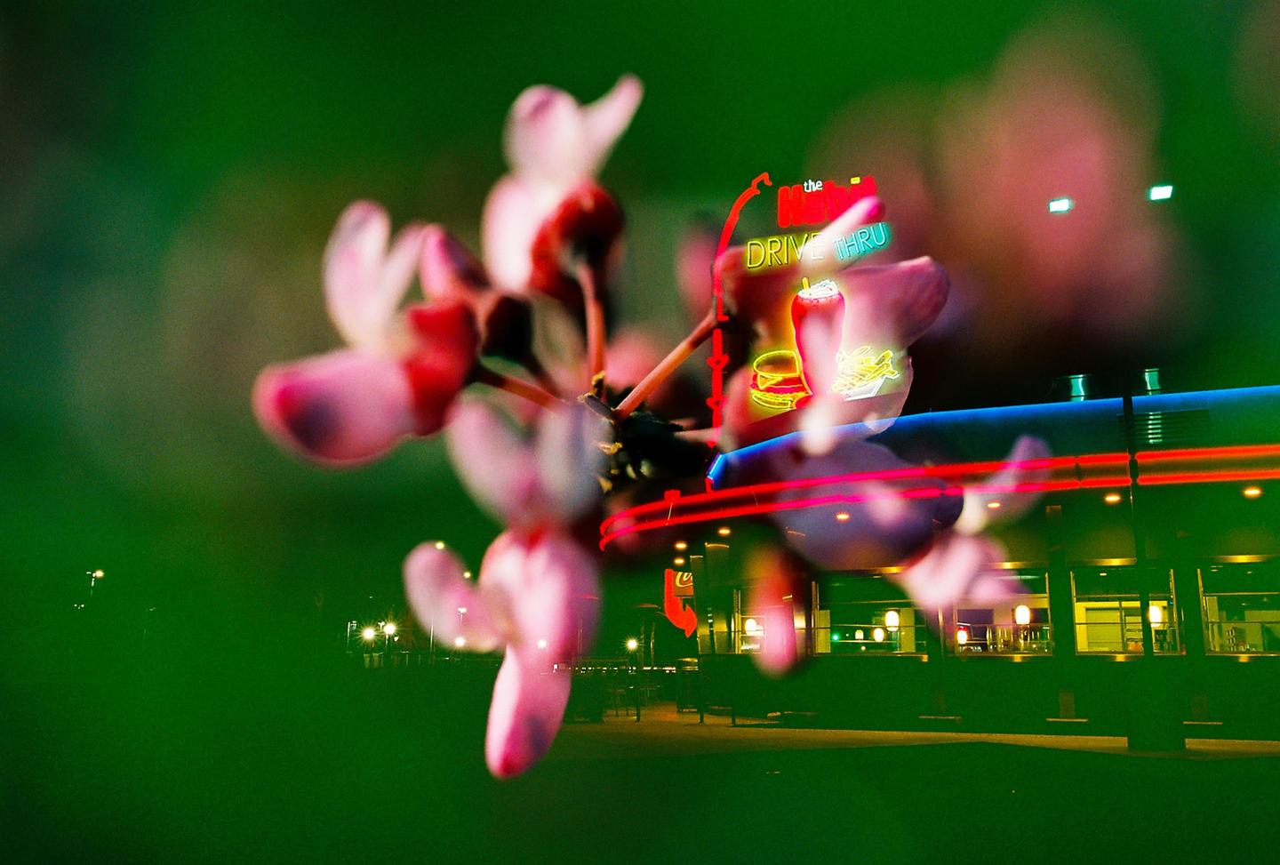 A double exposure shows a blurry pink flower in the foreground and a neon drive-thru sign in the background.