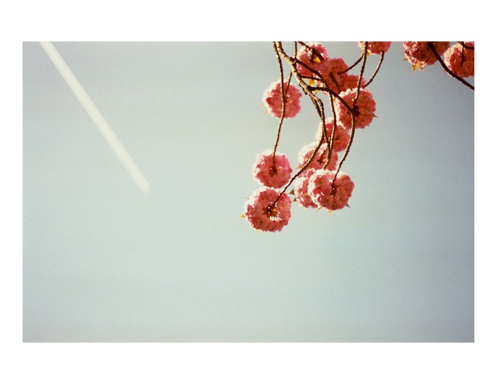Pink blossoms hang from a branch against a clear sky with a contrail.