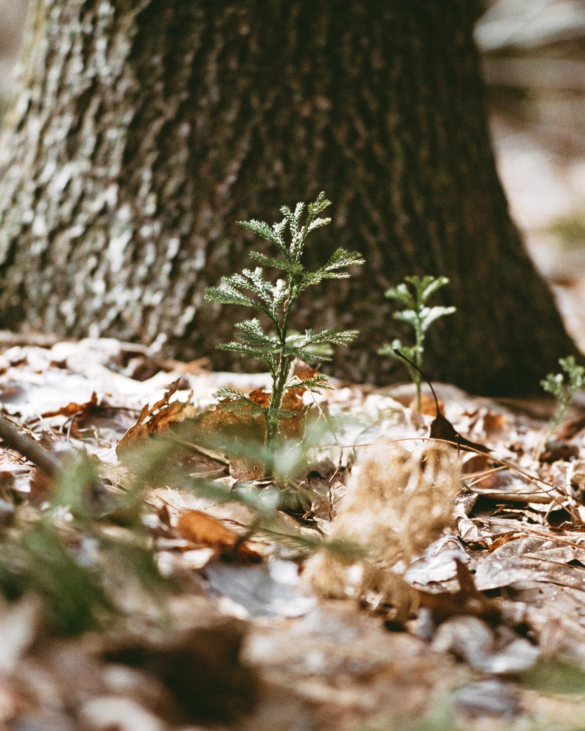 A small plant grows in the foreground with a large tree trunk in the background.